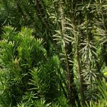 Podocarpus macrophyllus maki, a dimora dal 1998 (foto 04-2015)