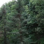 Sequoia sempervirens, a dimora dal 1996 (foto 2015)