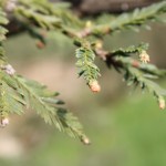 Sequoia sempervirens, a dimora dal 1996 (foto 04-2016)